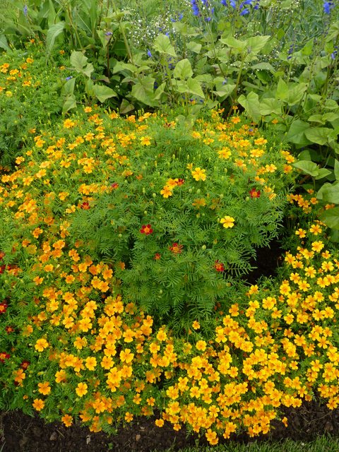 Tagetes signata pumila